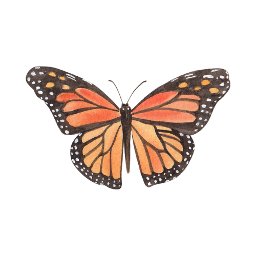 Among the Butterflies